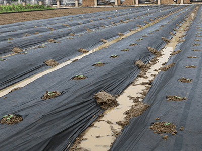 agriculture non woven fabric