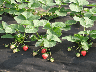 non woven fabric plant